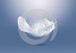 Abstract Lightly soft of White Fluffly Feather Falling in The Air. Down Swan Feather. Feather Floating.