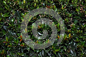 Abstract Lilly Pilly hedge foliage textured background photo