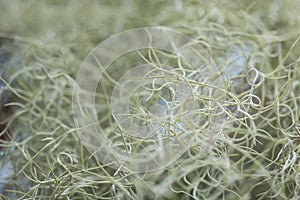 Abstract line of spanish moss also called Tillandsia usneoides.