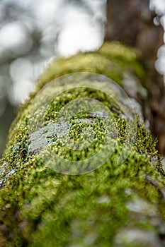 Abstract Log with Green Mosses