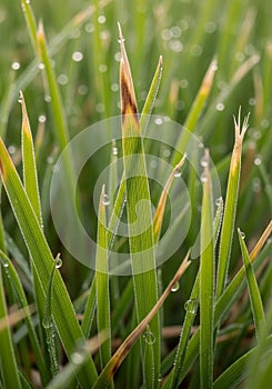 An abstract logo features a green leaf and an infinity symbol. The leaf has a gradient