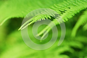 Abstract lush forest green fern background