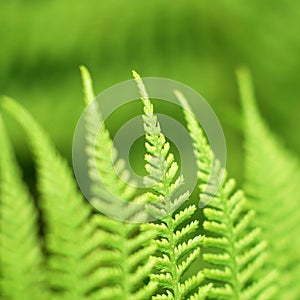 Abstract lush forest green fern background