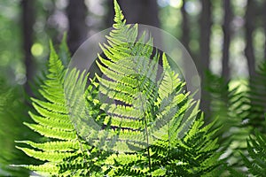 Abstract lush forest green fern branches