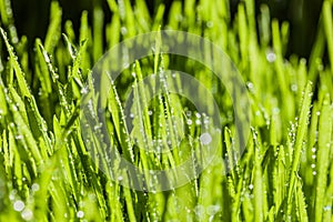 Abstract Macro Close-up of Mature Wheatgras