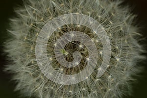 Abstract Macro Dandelion Seed Head