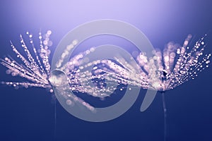 Abstract macro of a dandelion. Water drops on a dandelion. Sparkling dandelion fluff