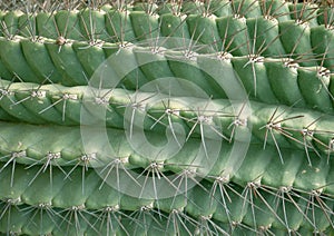 Abstract macro of echinopsis cactus with lines of thorns