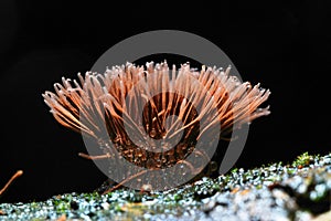 Abstract macro mushrooms