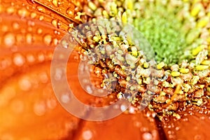 Abstract Macro of an Orange Gerber Daisy