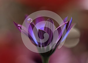 Beautiful flowers reflected in the water,artistic concept.Tranquil abstract closeup art photography.Floral fantasy design.