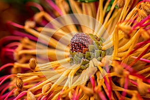 Abstract macro photo of heath leaved banksia flower