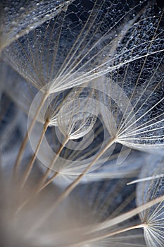 Abstract macro photo of plant seeds