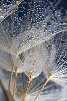 Abstract macro photo of plant seeds