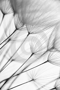 Abstract macro photo of plant seeds. Black and white