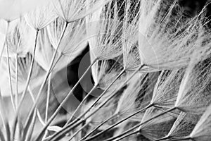 Abstract macro photo of plant seeds. Black and white