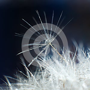 Abstract macro photo of plant seeds, dandelion with water drops on a blue background. Selective focus. Blurred background