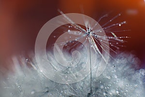 Abstract macro photo of plant seeds, dandelion with water drops on a red background. Selective focus. Blurred background