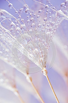 Abstract macro photo of plant seeds at a morning