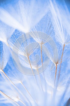 Abstract macro photo of plant seeds at a morning