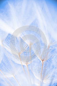 Abstract macro photo of plant seeds at a morning