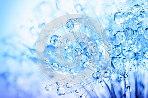 Abstract macro photo of plant seeds with water