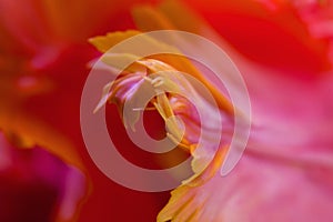 Abstract macro photo of a tulip flower with shallow depth of field. Natural background.