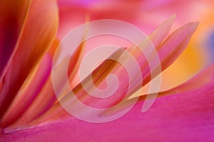 Abstract macro photo of a tulip flower with shallow depth of field. Natural background. Abstract floral background.