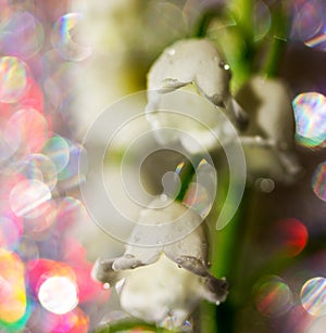 Abstract macro photo of the white flower of Lily of the valley