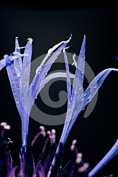 Abstract macro photography of the petals of the blue flower field