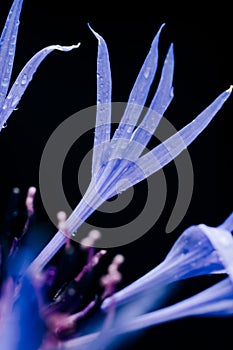 Abstract macro photography of the petals of the blue flower field