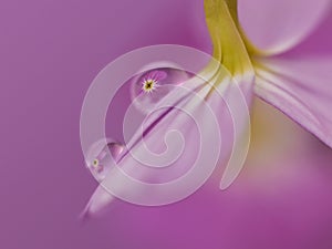 Abstract macro of pink / purple flower with water droplets with reflection of flower