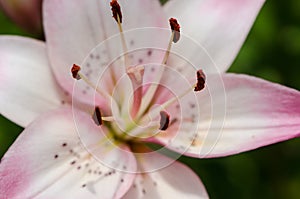 Abstract macro selective focus on center stamen of a white and pink lily