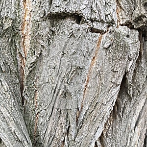 Abstract macro shot. Large dry tree bark. Natural textured wallpaper.