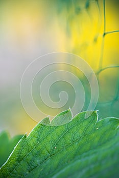 Abstract macro strawberry green leaf with net in blurred background plant protection concept