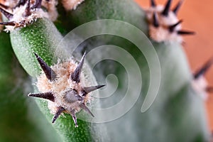 Abstract macro view cactus spines. Concept self-defense, unavailability, defense, resistance.