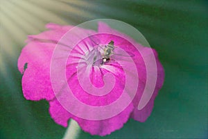 Abstract Magenta Flower with Bee on Bloom