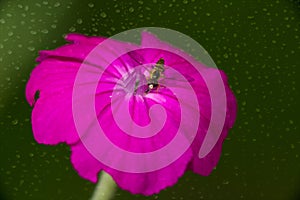 Abstract Magenta Flower with Bee and Water Droplets on Bloom