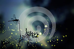 Abstract and magical image of dragonfly silhouette and Firefly f