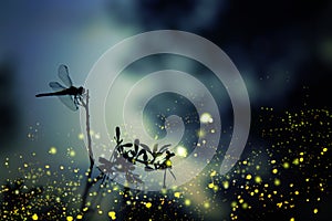 Abstract and magical image of dragonfly silhouette and Firefly flying in the night forest. Fairy tale concept.