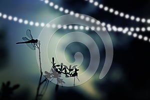 Abstract and magical image of dragonfly silhouette and Firefly flying in the night forest. Fairy tale concept.