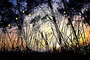 Abstract and magical image of Firefly flying in the night forest. Fairy tale concept.