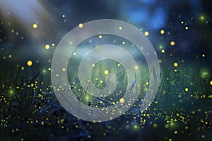 Abstract and magical image of Firefly flying in the night forest. Fairy tale concept. photo