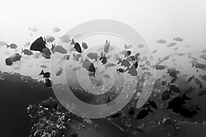 Abstract Many Black Tropical Fish Silhouette on White Background