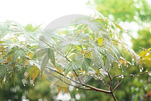 Abstract maple leaf background with vintage filter effect