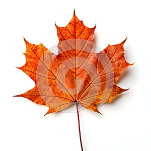 Abstract maple leaf photo