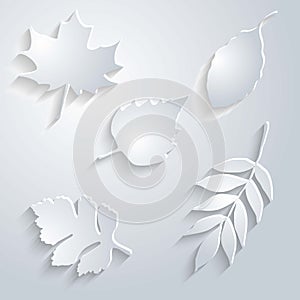 Abstract Maple Leaf on White Background