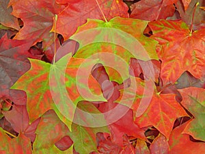 An abstract maple leaves fall background