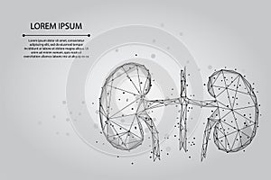 Abstract mash line and point human kidneys. Urology system medicine treatment low poly