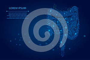 Abstract meah line and point polygonal intestines. Scanning, research and diagnosis of the human intestines.